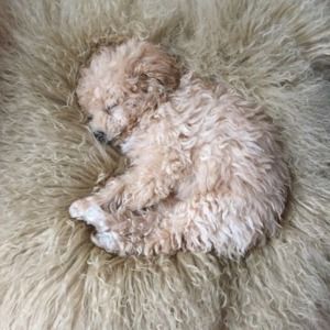 Meet your Posher, Tricia